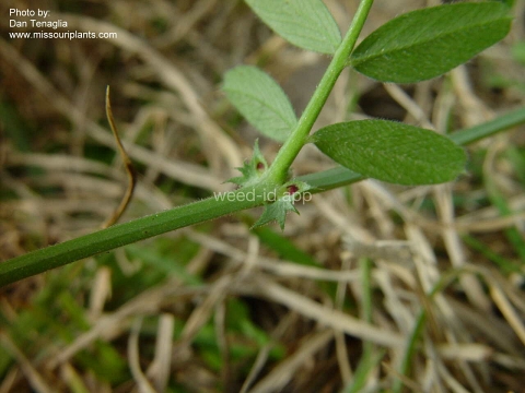 vetch, narrowleaf
